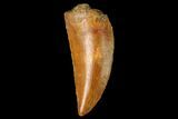 Serrated, Raptor Tooth - Real Dinosaur Tooth #159978-1